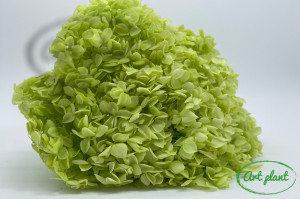 Hortensie Verdancy