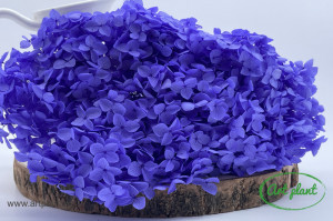 Hortensie Violet