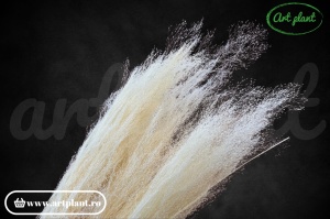 Iarbă ornamentală Agrostis Alb/ Crem - Img 2