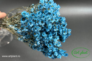 Ixodia Blu