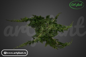 Juniper Criogenat - Img 2