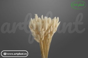 Lagurus alb / crem - Img 2