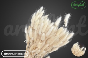 Lagurus alb / crem