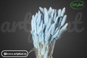 Lagurus albastru deschis - Img 2