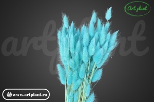 Lagurus baby blue cu inflorescențe albastru deschis