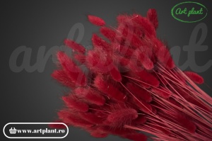 Lagurus burgundy