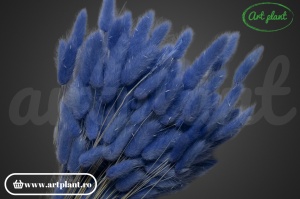 Lagurus lavanda (G) - Img 2