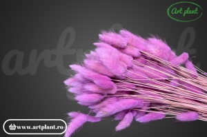 Lagurus mov filder (G )