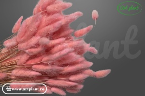 Lagurus roz (G) - Img 3