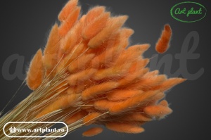 Lagurus somon (G) - Img 2