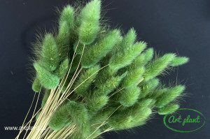 Lagurus verde abete