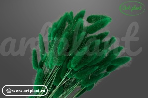 Lagurus verde bandiera ( G)