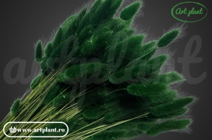 Lagurus verde foglia ( G) - Img 2