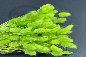 Lagurus verde neon