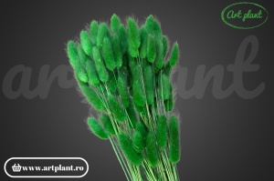 Lagurus verde smarald