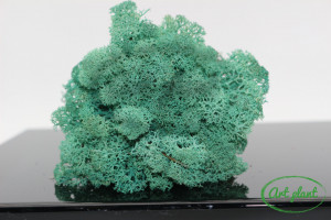 Licheni stabilizati Pacific Green - Img 2