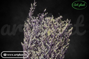 Limonium stabilizat lila