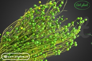 Lino (In) Verde - Img 2
