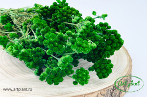 Lona uscata verde
