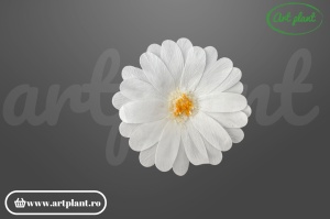 margarete criogenate albe flori stabilizate pentru aranjamente florale