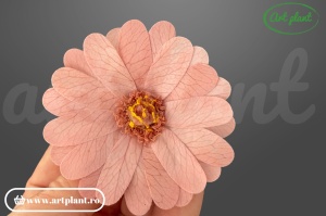 margarete criogenate dusty pink flori stabilizate pentru decor