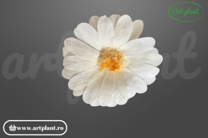 Margarete criogenate pink champagne
