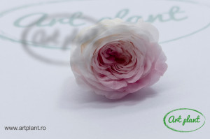 Mini Austin Roses Ombre Alb / Roz - Img 2
