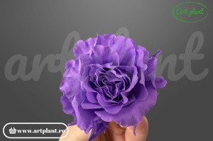 Mini Rose Romantic stabilizate Lila Milka