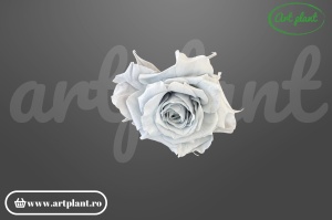 Mini Rose Romantic stabilizate Milka