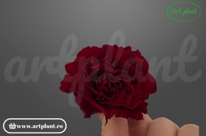 Mini Rose Romantic stabilizate Rosu Inchis