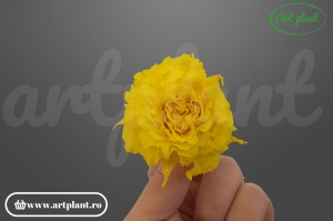 mini rose romantic stabilizate sunny yellow flori luminoase pentru decor