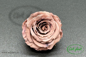 Mini Roze Warmi Capucino Cho89