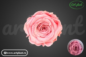 Mini Roze Warmi Roz Pin06 - Img 1