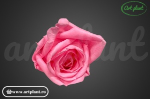Miniroze Criogenate Baby Pink S - Img 2