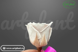 mini trandafiri stabilizați Vivian Beige S – buchet decorativ de lux