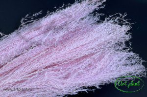 Miscanthus light pink