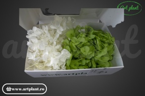 Mix Hortensie Stabilizată – Set cu 2 Culori Naturale - Img 1