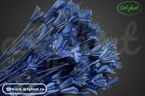 Nigella orientalis lavander (G) - Img 1