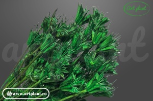 Nigella orientalis verde (G)