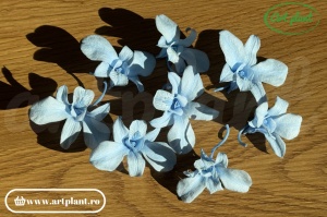 Orhidee Dendrobium Light Blue - Img 4