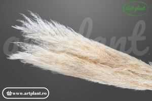 Pampas alb / crem