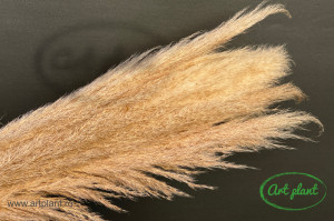 Pampas natural