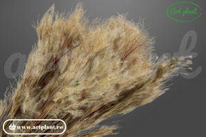 Pampas pluminha natural (G)