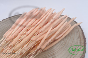 Phleum Roz Pal