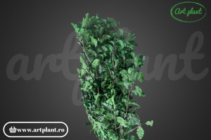 Pittosporum Criogenat - Img 2