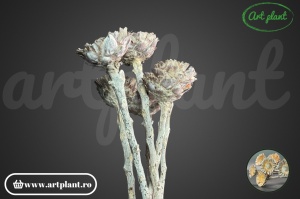 Protea margareta natur frosted - Img 3