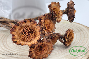 Protea Margareta Natur
