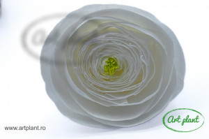 Ranunculus Criogenat Alb Whi01 - Img 4