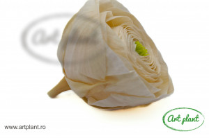 Ranunculus Criogenat Champagne CHA99 - Img 2