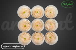 Ranunculus Criogenat Ivoire CHA89 - Img 2
